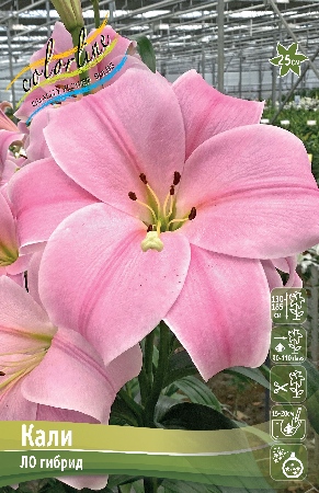 Лилия Кали 10/12 1шт (КолЛайн) 7шт/уп