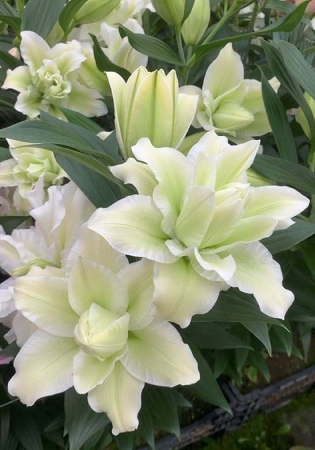 Лилия Roselily&Джоелла 12/14 1шт (КолЛайн) 3шт/уп