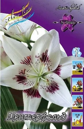 Лилия Центерфольд 12/14 1шт (КолЛайн) 2шт/уп