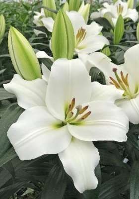 Лилия Ле Престин 1шт (КолЛайн)