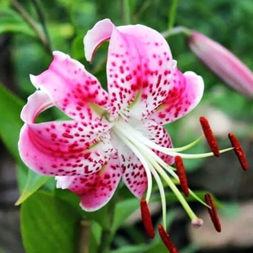 Лилия Сп.Ушида 12/14 1шт (КолЛайн) 5шт/уп