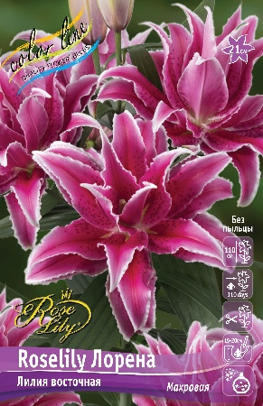 Лилия Roselily&Лорена 12/14 1шт (КолЛайн) 5шт/уп
