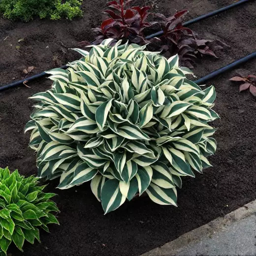 Хоста Литтл Треже 1шт (КолЛайн)