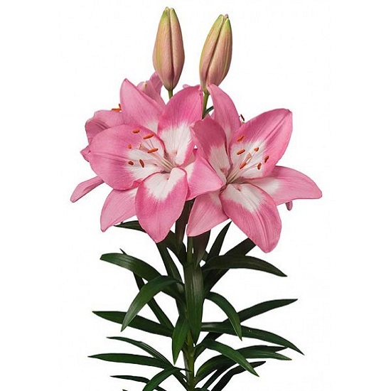 Лилия Энджойз 12/14 1шт (Садовита) 5шт/уп