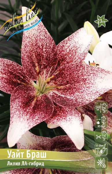 Лилия Уайт Браш 12/14 1шт (КолЛайн) 2шт/уп