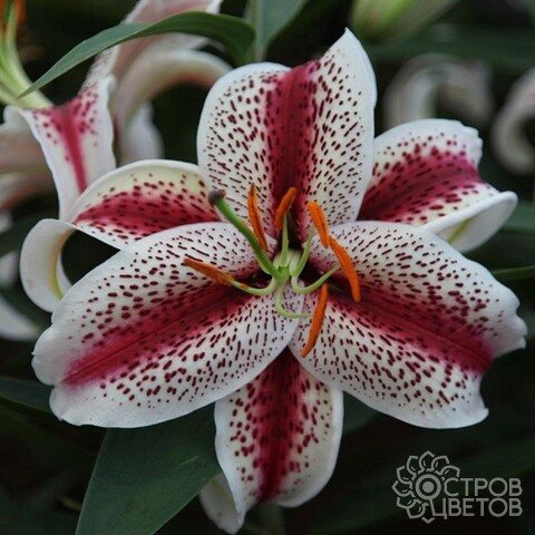 Лилия Тайгервудс 12/14 1шт (КолЛайн) 2шт/уп