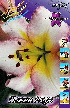 Лилия Пекин Мун 12/14 1шт (КолЛайн)