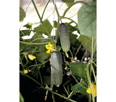 Огурец Атлантис F1 250шт (Bejo)