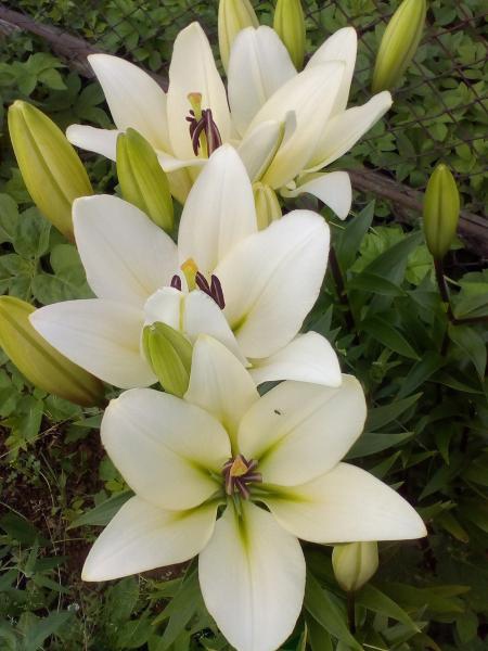 Лилия Бах 12/14 1шт (КолЛайн) 7шт/уп белая