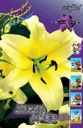 Лилия Конка Д Ор 12/14 1шт (КолЛайн) 5шт/уп