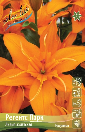 Лилия Регентс Парк 12/14 1шт (КолЛайн)