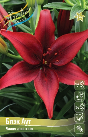 Лилия Блек Аут 12/14 1шт (КолЛайн) 7шт/уп т/красная