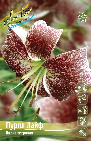 Лилия Пурпл Лайф 12/14 1шт (КолЛайн) 