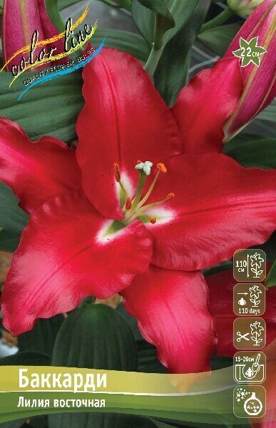 Лилия Баккарди 12/14 1шт (КолЛайн) 5шт/уп