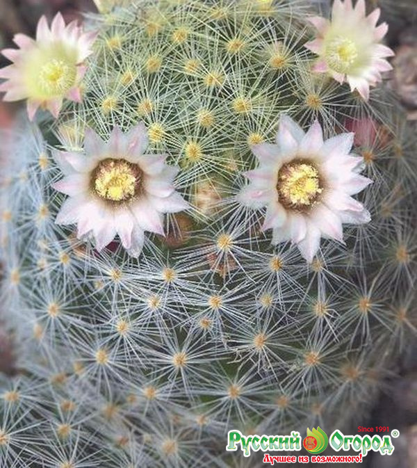 Маммиллярия шейдвелардиана (кактус) Жемчужина 2шт ц/п (Гавриш)