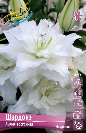 Лилия Шардонэ 12/14 1шт (КолЛайн) 2шт/уп