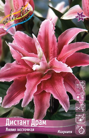 Лилия Дистант Драм 12/14 1шт (КолЛайн) 5шт/уп