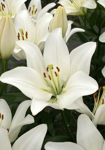 Лилия Асопус 10/12 1шт (КолЛайн) 7шт/уп