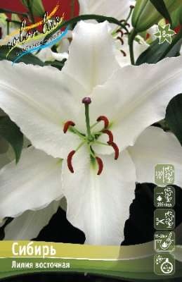 Лилия Сибирь 16/18 1шт (КолЛайн) 3шт/уп
