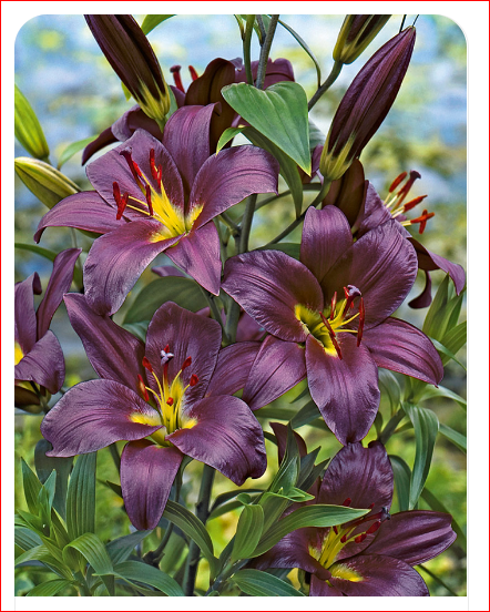 Лилия Пурпл Принс 12/14 1шт (КолЛайн) 5шт/уп 