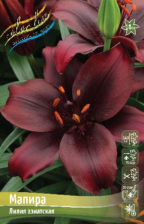 Лилия Мапира 12/14 1шт (КолЛайн) 5шт/уп