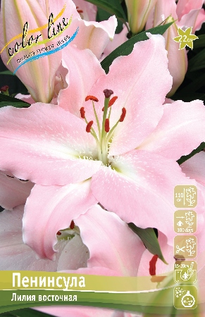 Лилия Пенинсула 13/14 1шт (КолЛайн) 2шт/уп