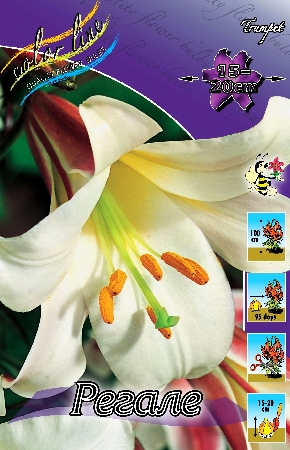 Лилия Регале 12/14 1шт (КолЛайн) 2шт/уп