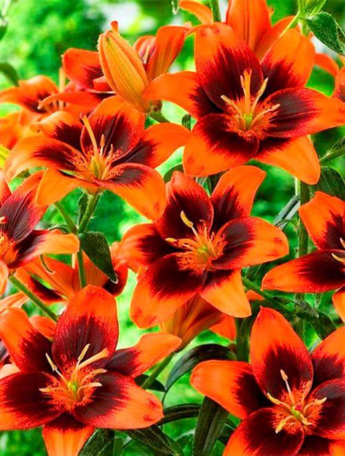 Лилия Изи Самба 12/14 1шт (Садовита) 3шт/уп