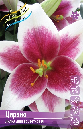 Лилия Цирано 12/14 1шт (КолЛайн) 5шт/уп