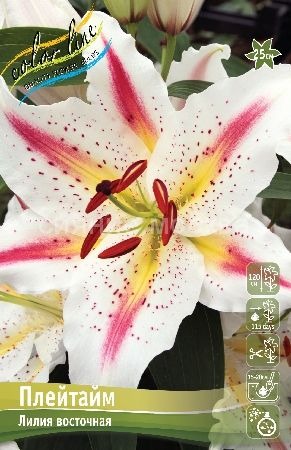 Лилия Плейтайм 12/14 1шт (КолЛайн) 2шт/уп