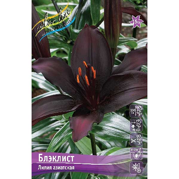 Лилия Блэклист 12/14 1шт (КолЛайн) 7шт/уп