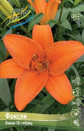 Лилия Фоксли 10/12 1шт (КолЛайн) 7шт/уп