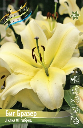 Лилия Биг Бразер 12/14 1шт (КолЛайн) 5шт/уп