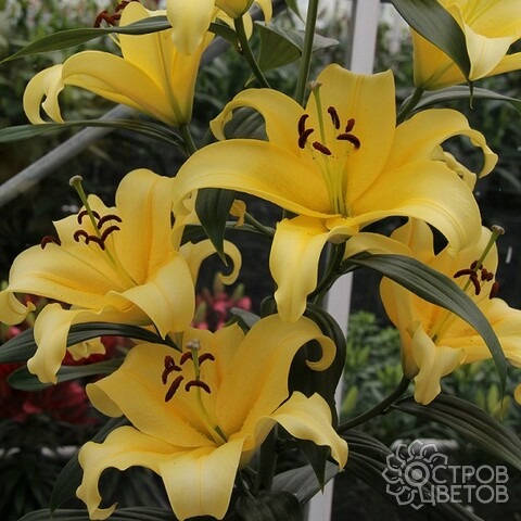 Лилия Бельвилль (ОТ) 1шт (КолЛайн) 2шт/уп