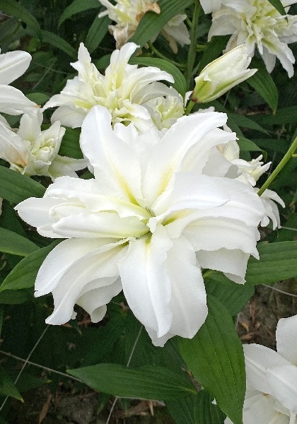 Лилия Ароза 14/16 1шт (КолЛайн)