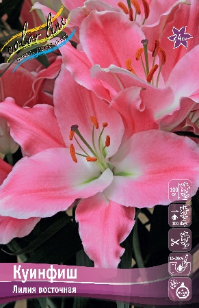 Лилия Куинфиш 12/14 1шт (КолЛайн) 5шт/уп