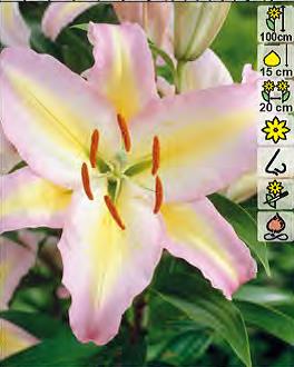 Лилия Фокус Покус 13/14 1шт (КолЛайн) 5шт/уп