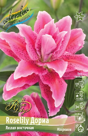 Лилия Roselily&Дориа 12/14 1шт (КолЛайн)