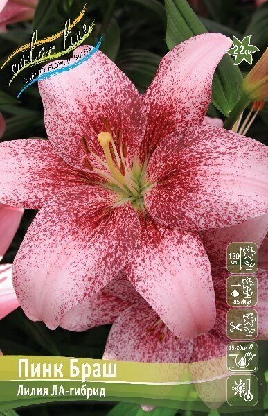 Лилия Пинк Браш 12/14 1шт (КолЛайн) 2шт/уп