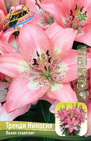 Лилия Тренди Никосия 10/12 1шт (КолЛайн) 7шт/уп