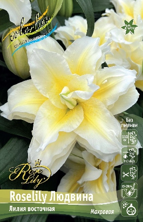 Лилия Roselily&Людвина 12/14 1шт (КолЛайн) 5шт/уп