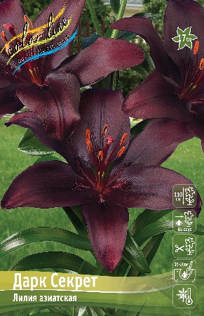 Лилия Дарк Секрет 12/14 1шт (КолЛайн) 5шт/уп