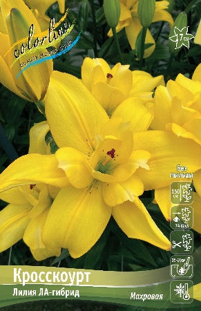 Лилия Кросскоурт 16/18 1шт (КолЛайн) 3шт/уп