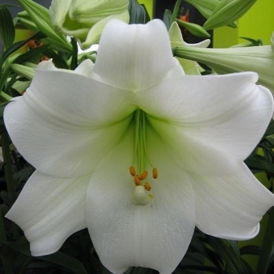 Лилия Уайт Триумфатор 12/14 1шт (КолЛайн) 5шт/уп