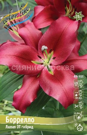 Лилия Боррелло 14/16 1шт (КолЛайн) 