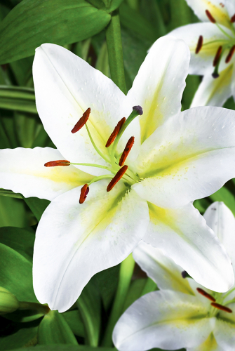 Лилия Ауратум Вирджинале 12/14 1шт (Садовита) 5шт/уп