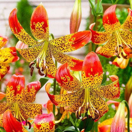 Лилия Фьюжн 12/14 1шт (КолЛайн) 2шт/уп