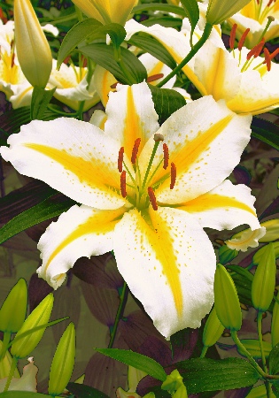 Лилия Бафферари 12/14 1шт (КолЛайн) 5шт/уп