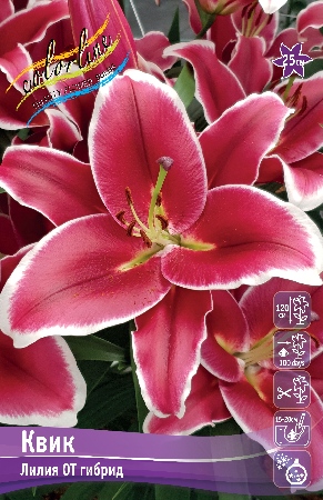 Лилия Квик 12/14 1шт (КолЛайн) 2шт/уп