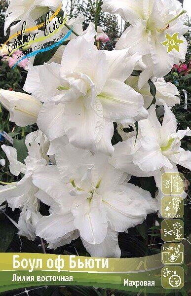 Лилия Боул оф Бьюти 12/14 1шт (КолЛайн) 5шт/уп